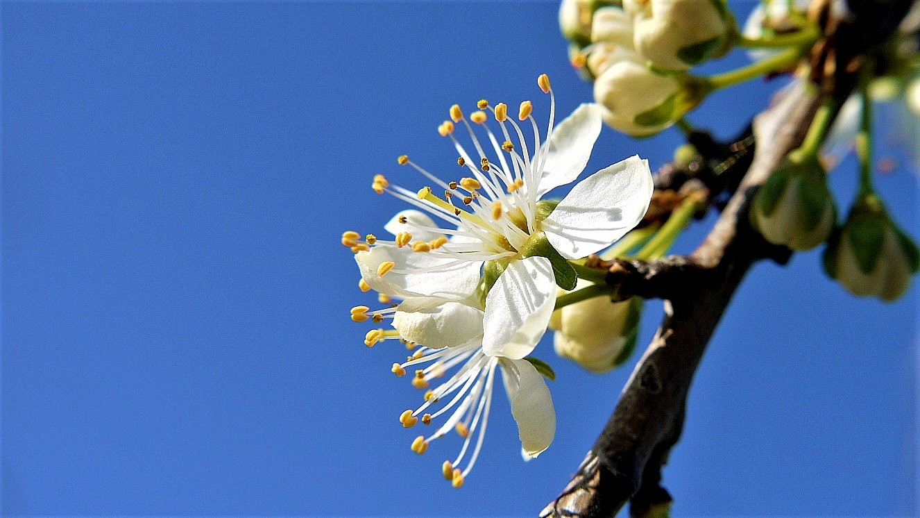 Fleurs de Reine Claude