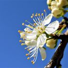 Fleurs de Reine Claude