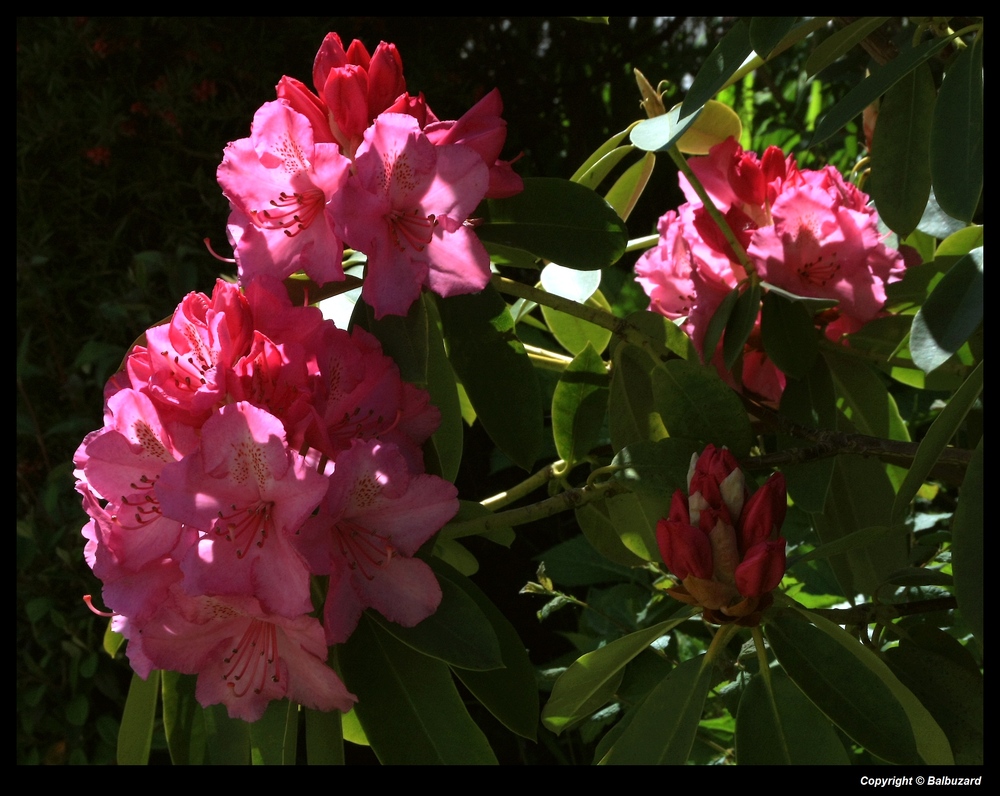 " Fleurs de rhodo dans ma haie "