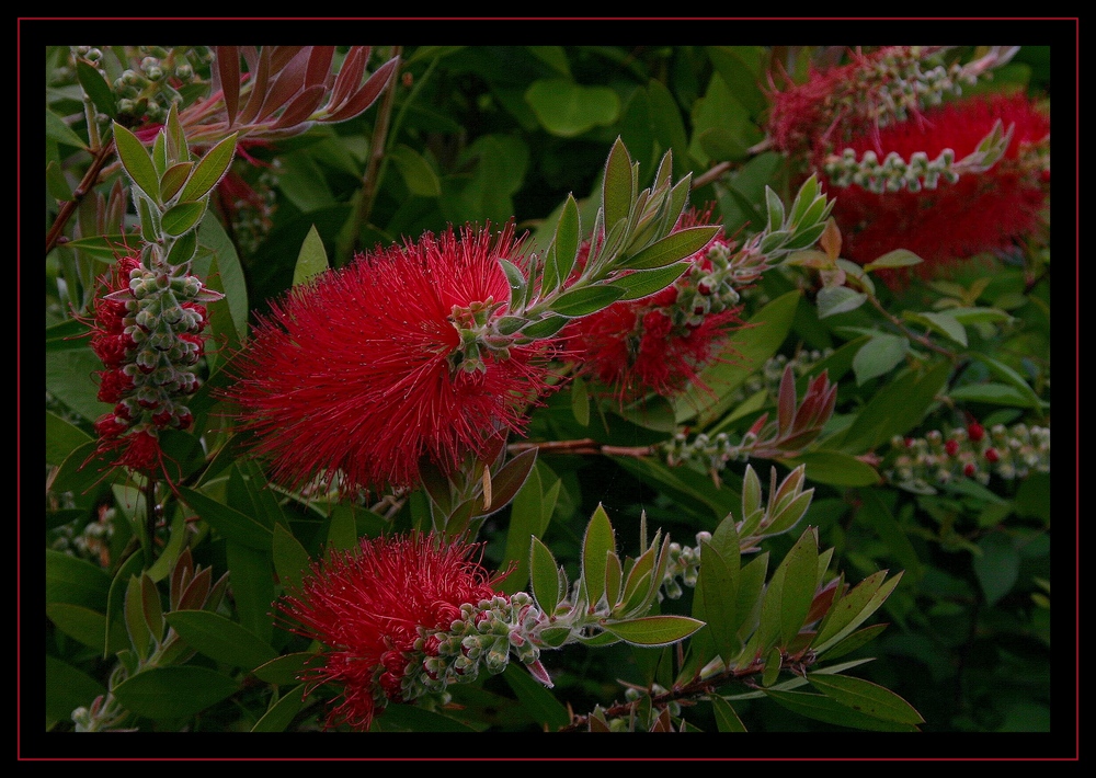 " Fleurs de rince bouteille "  -Callistremon citrinus-