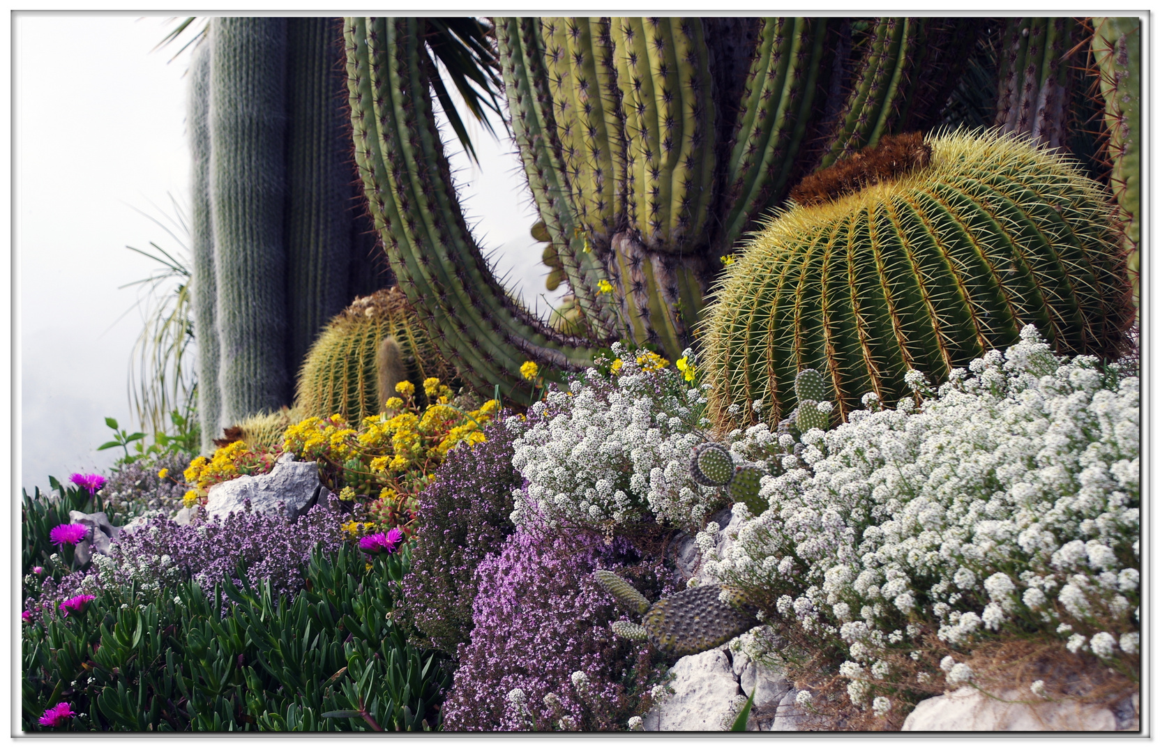 fleurs de rocailles...