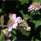 Fleurs de ronce des bois