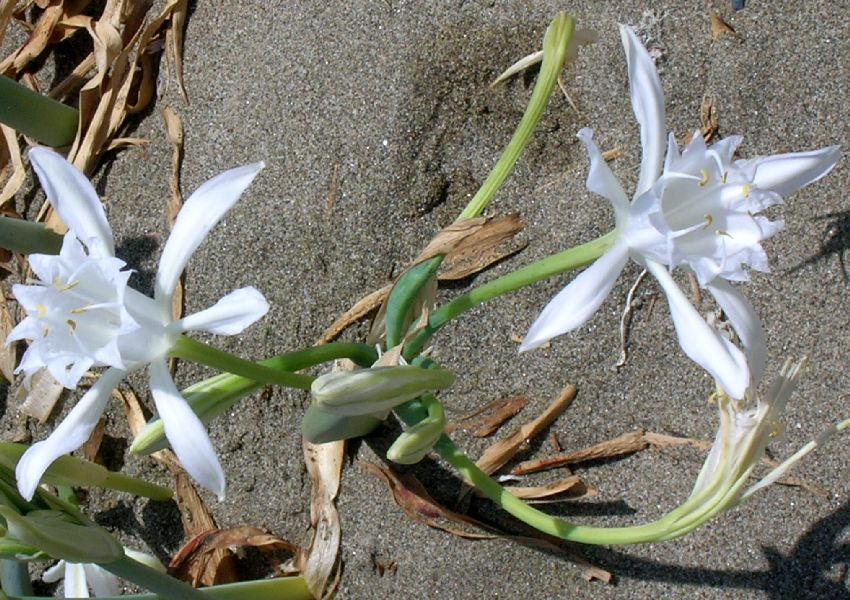 fleurs de sable