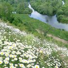 Fleurs de saint jean à Vaux (Somme)