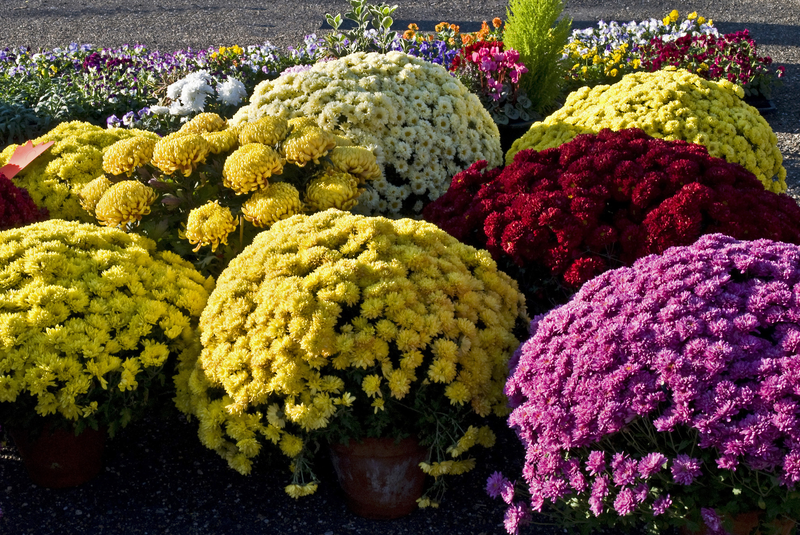 Fleurs de saison