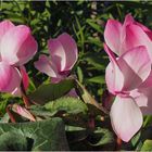 Fleurs de saison  --  Cyclamen