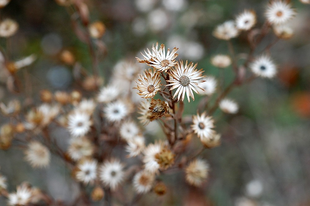 Fleurs de saison