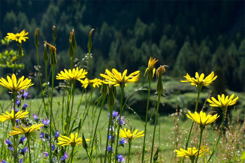 Fleurs de saison