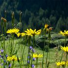 Fleurs de saison