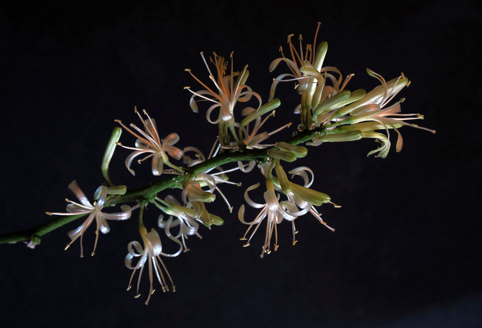 Fleurs de  Sansevieria