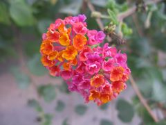 fleurs de Sardaigne