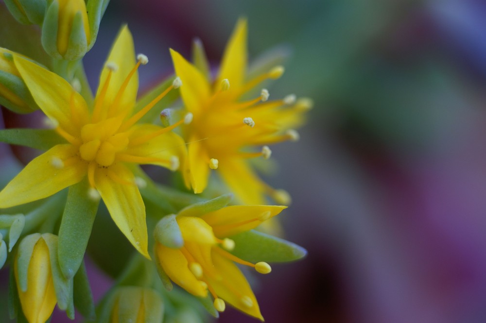 fleurs de sédum 2