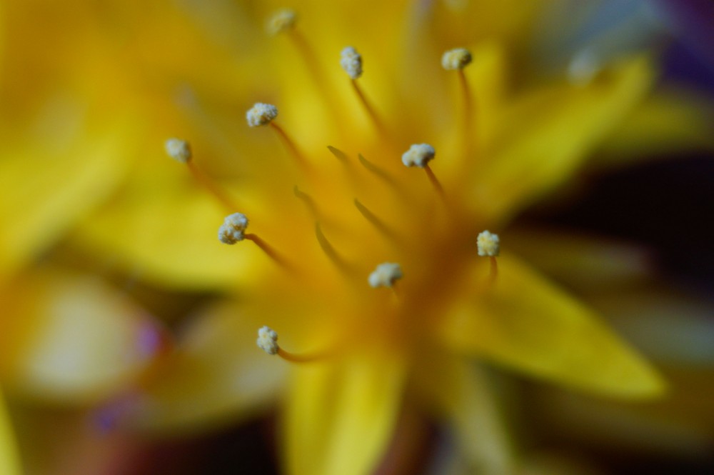 fleurs de sédum