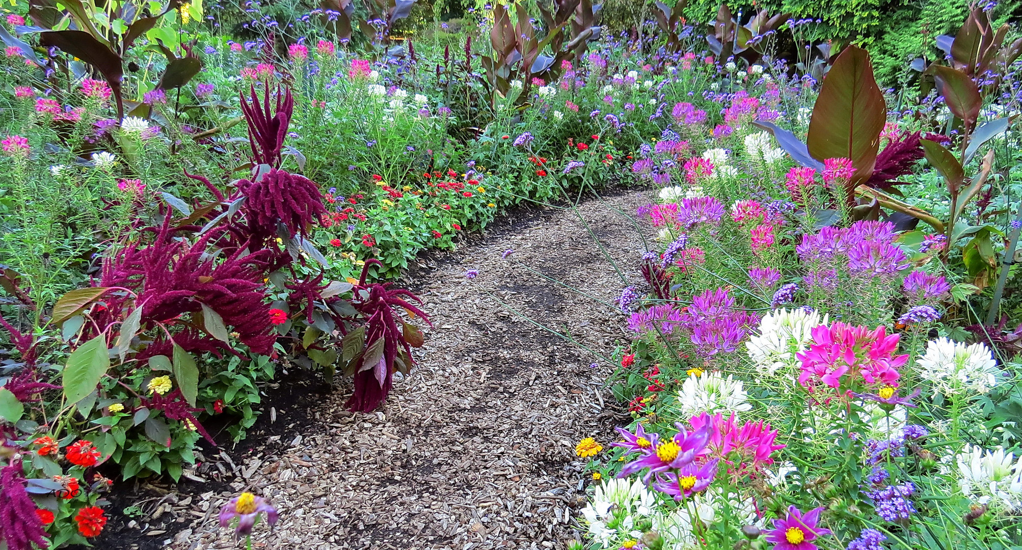 fleurs de septembre