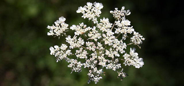 Fleurs de septembre