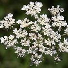 Fleurs de septembre