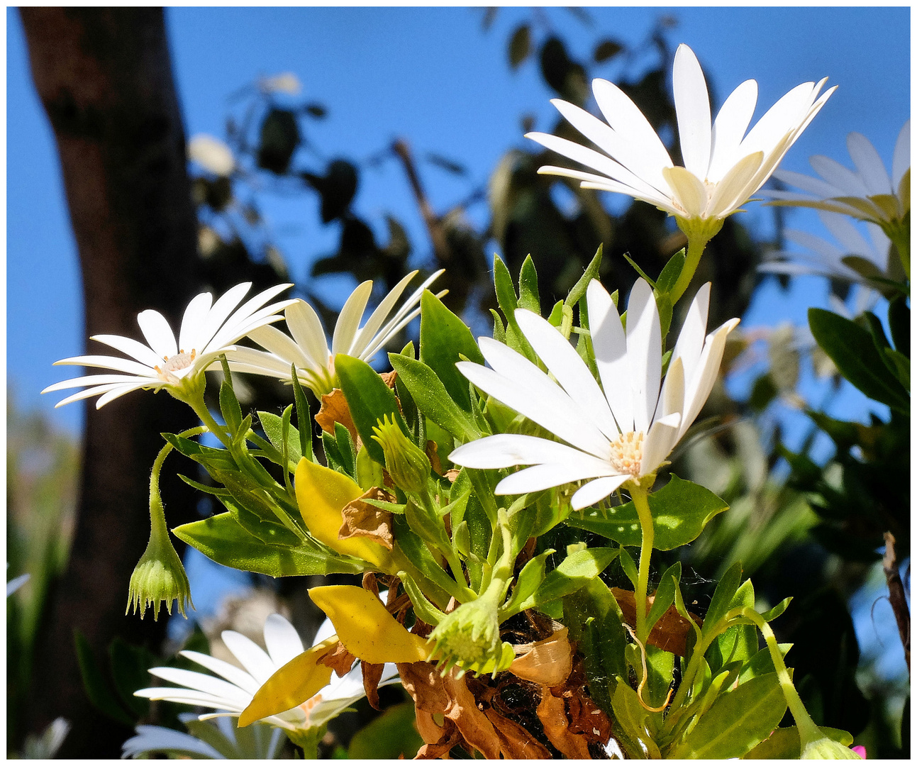 Fleurs de soleil