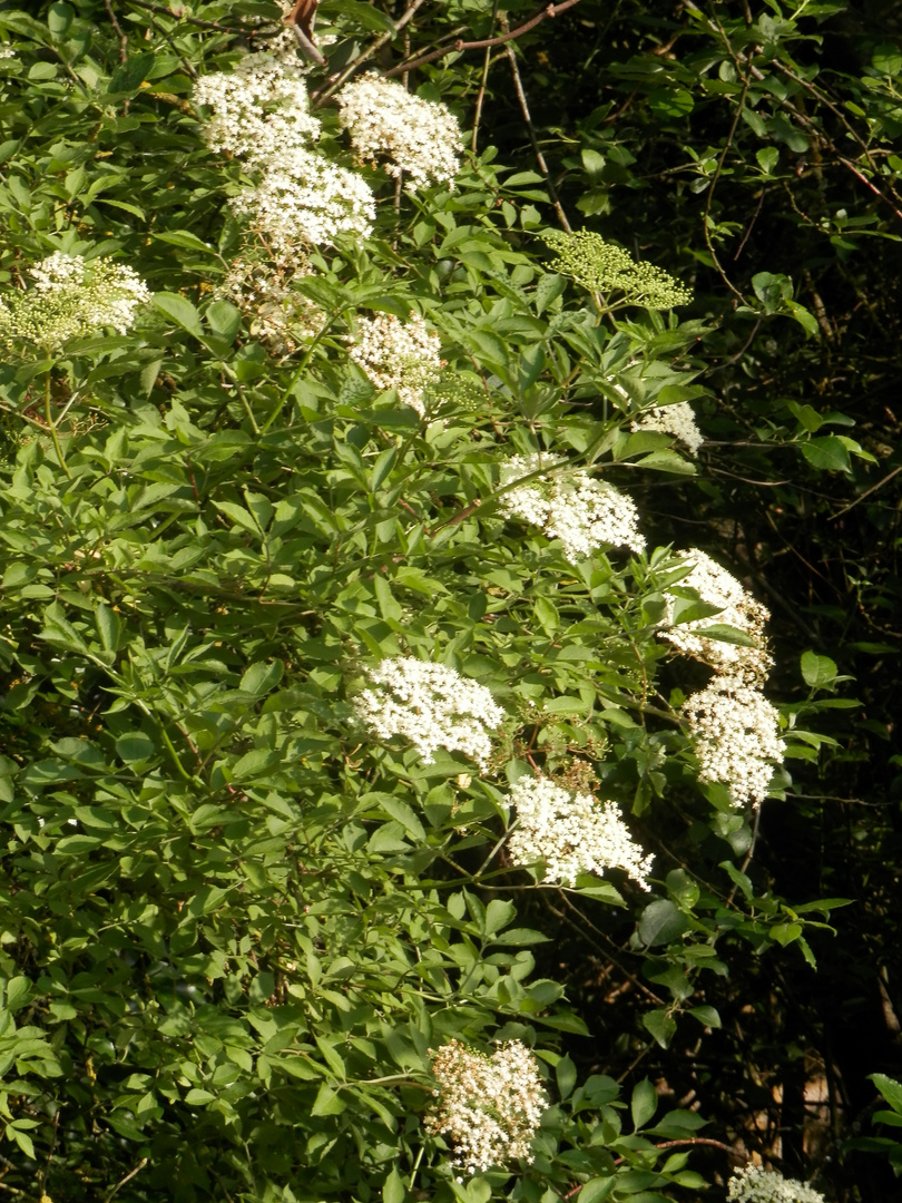 Fleurs de sureau