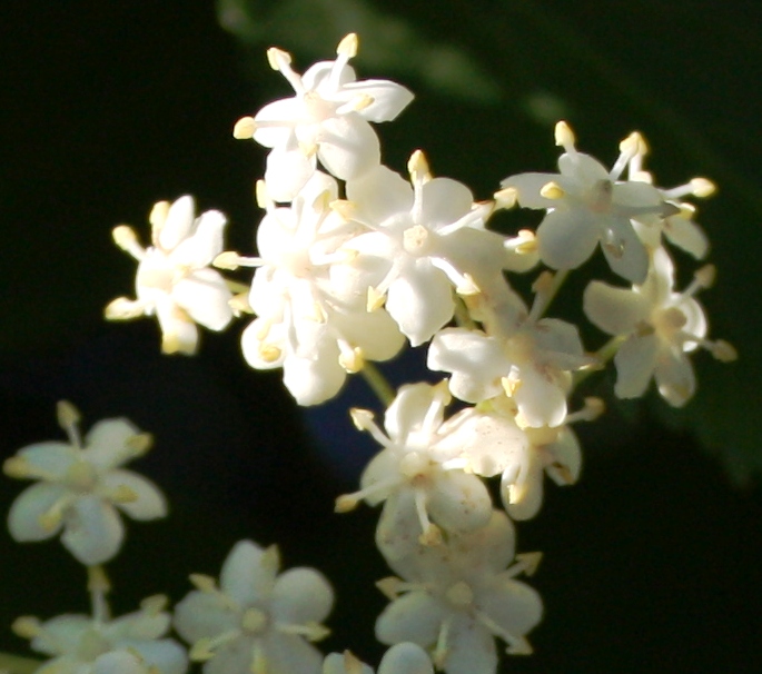 Fleurs de sureau