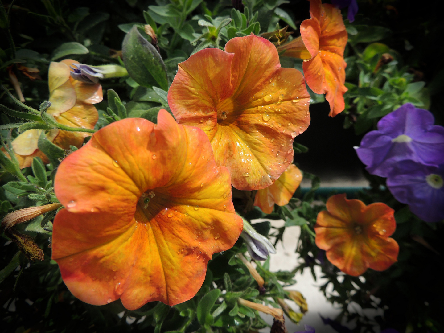 Fleurs de Surfinia perlées