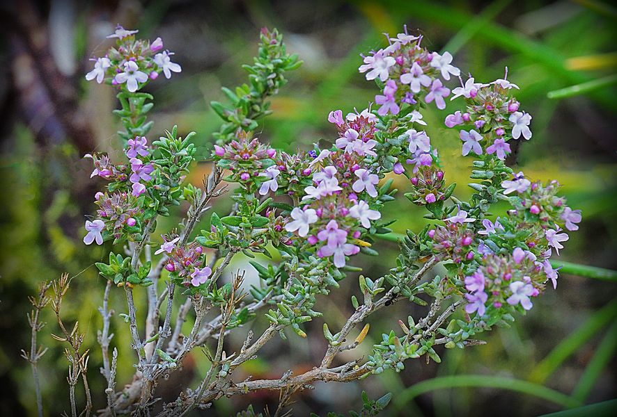 Fleurs de thym