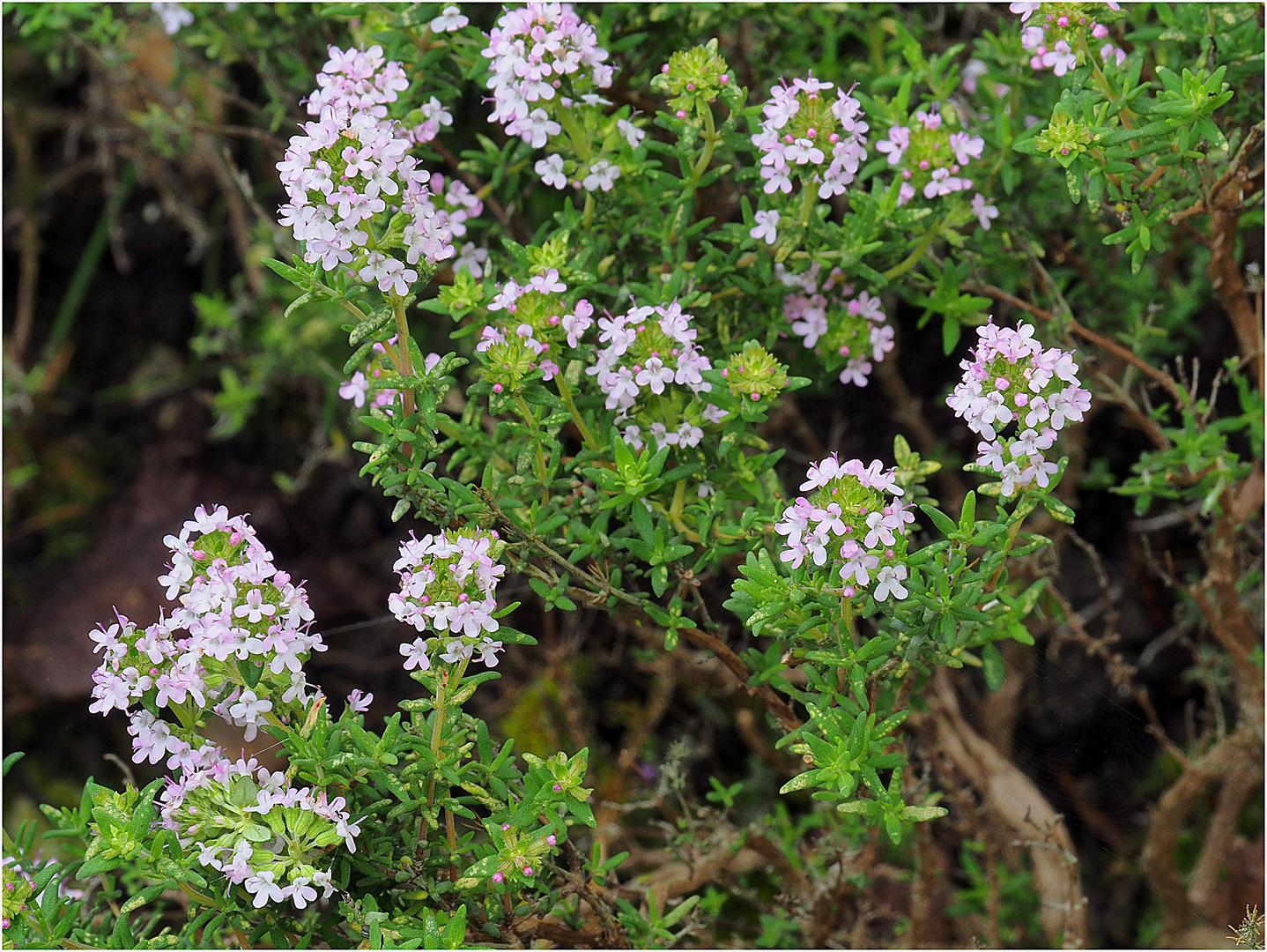 Fleurs de thym dans le jardin