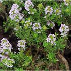 Fleurs de thym dans le jardin