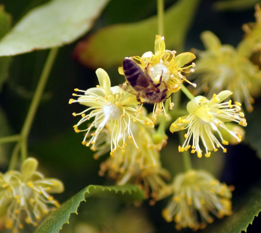 Fleurs de tilleul ...