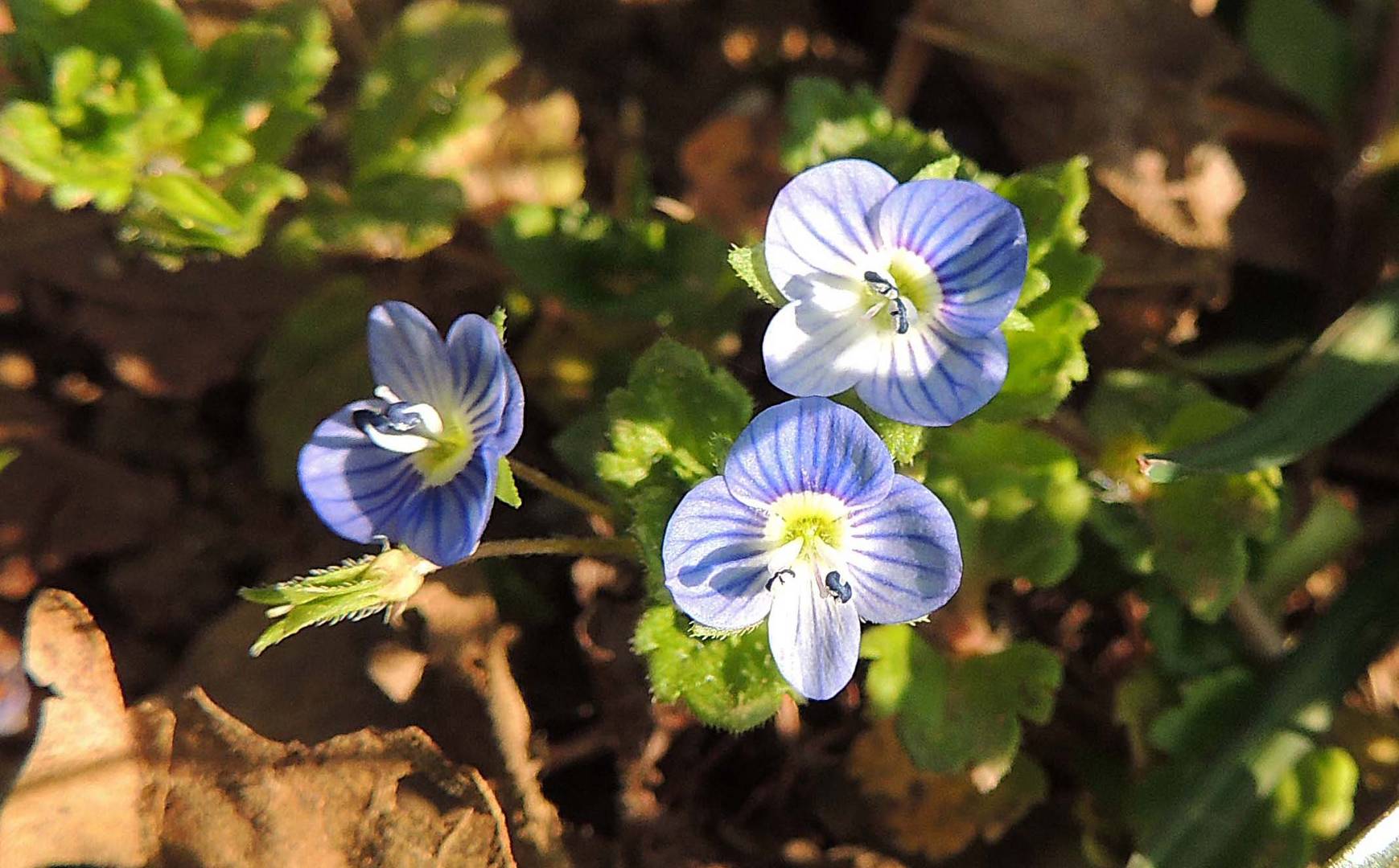 Fleurs de Véronique de Perse