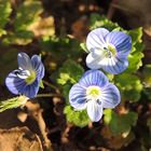 Fleurs de Véronique de Perse