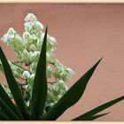 Fleurs de yucca