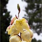 Fleurs de yucca