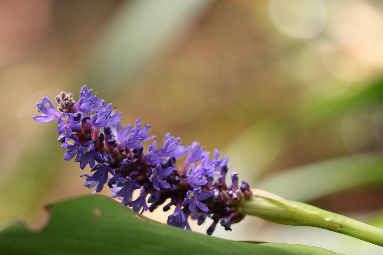 fleurs de zones humides