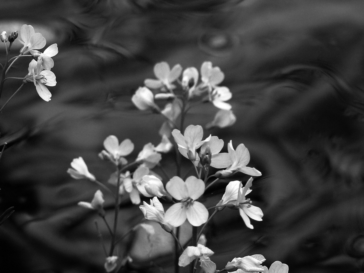 fleurs d'eau