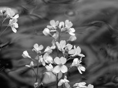 fleurs d'eau