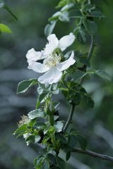 Fleurs d'églantier