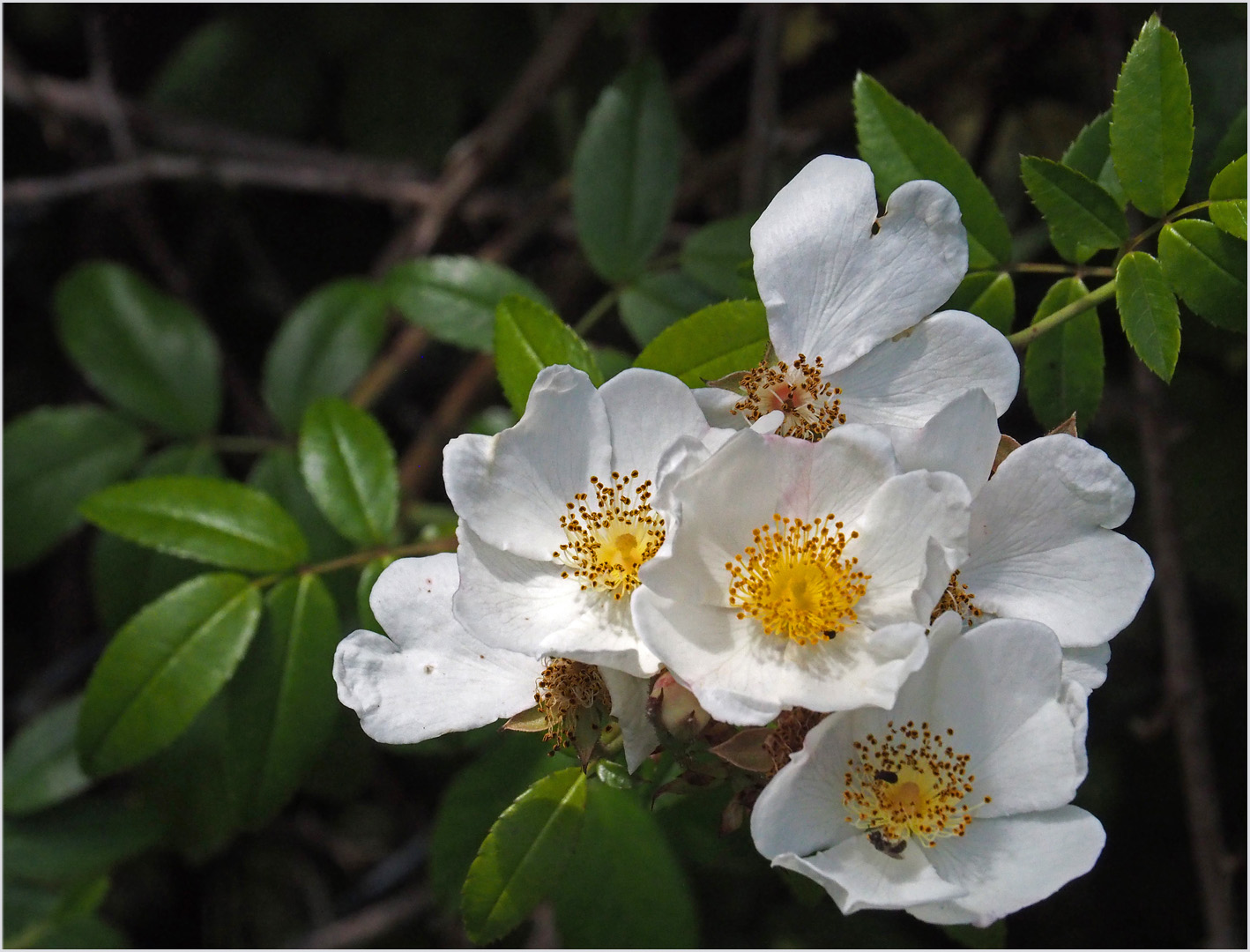 Fleurs d’églantier