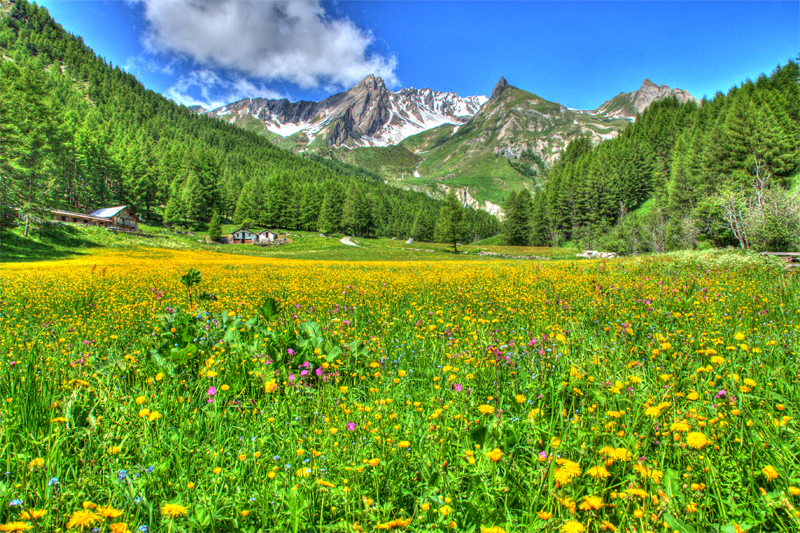 Fleurs des Alper en hdr