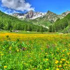 Fleurs des Alper en hdr