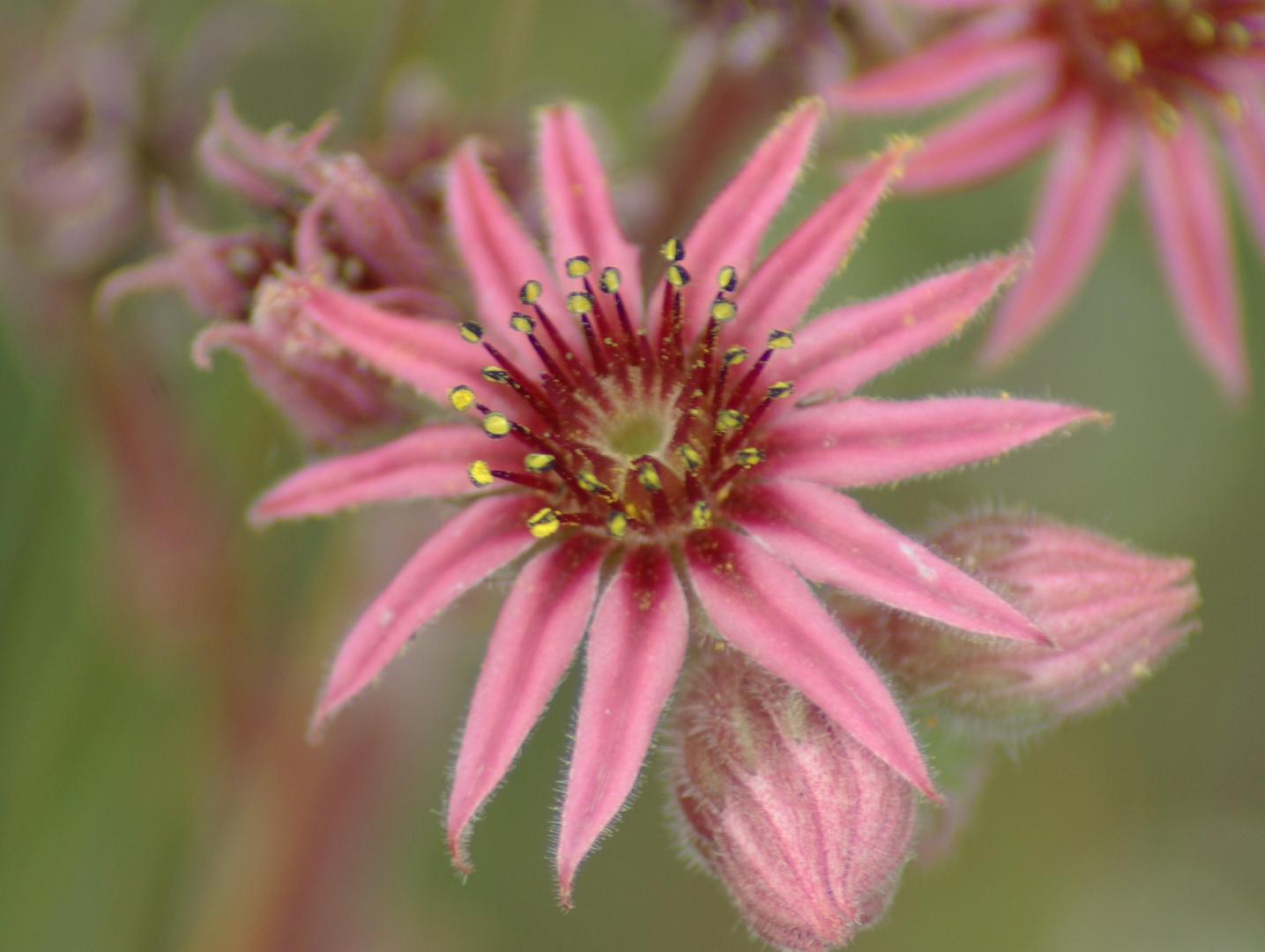 Fleurs des Alpes