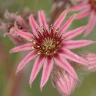 Fleurs des Alpes