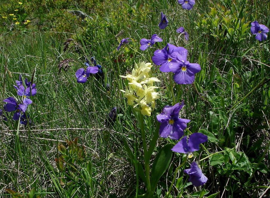 Fleurs des Alpes