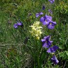 Fleurs des Alpes