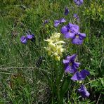 Fleurs des Alpes