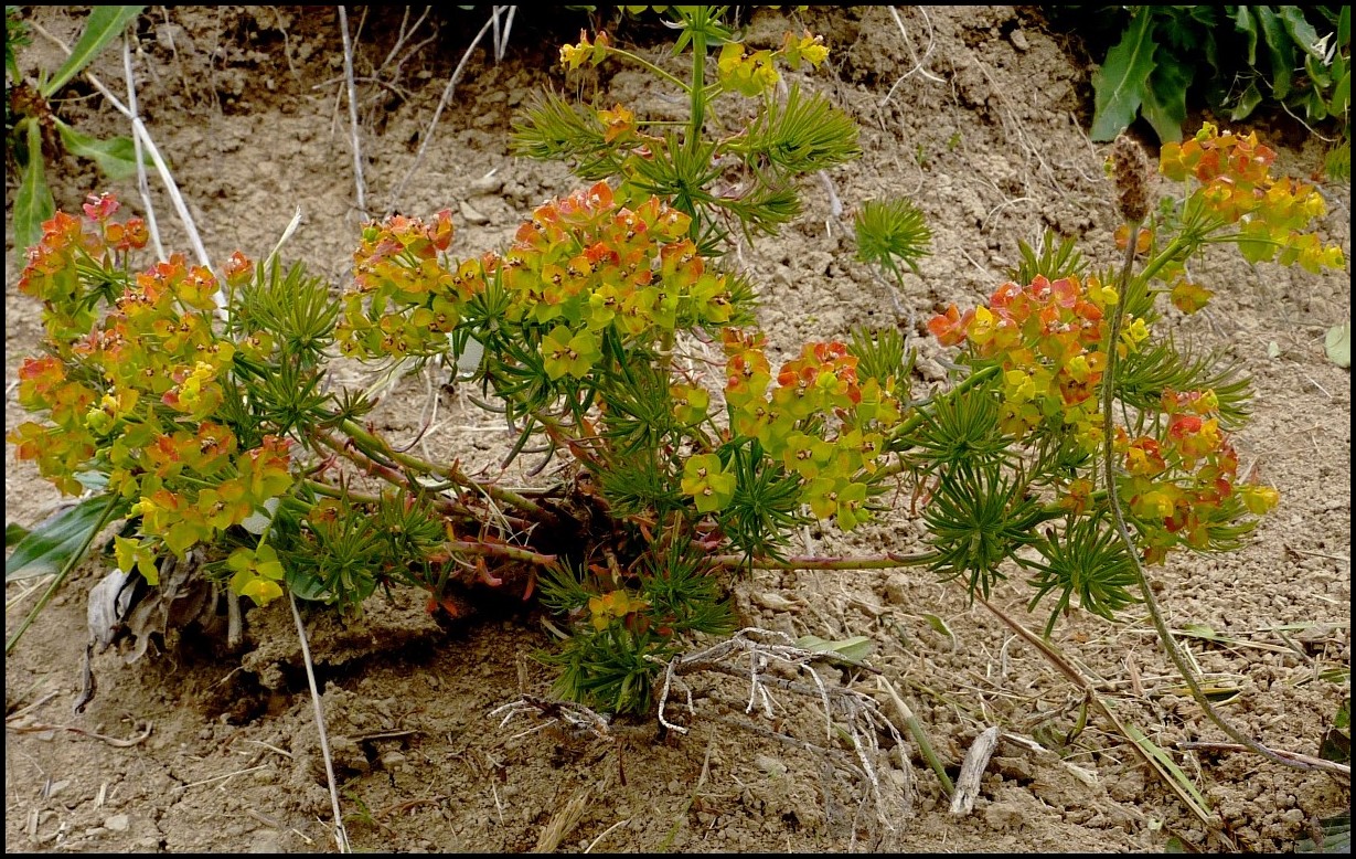 fleurs des Alpes