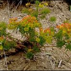 fleurs des Alpes