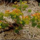 fleurs des Alpes