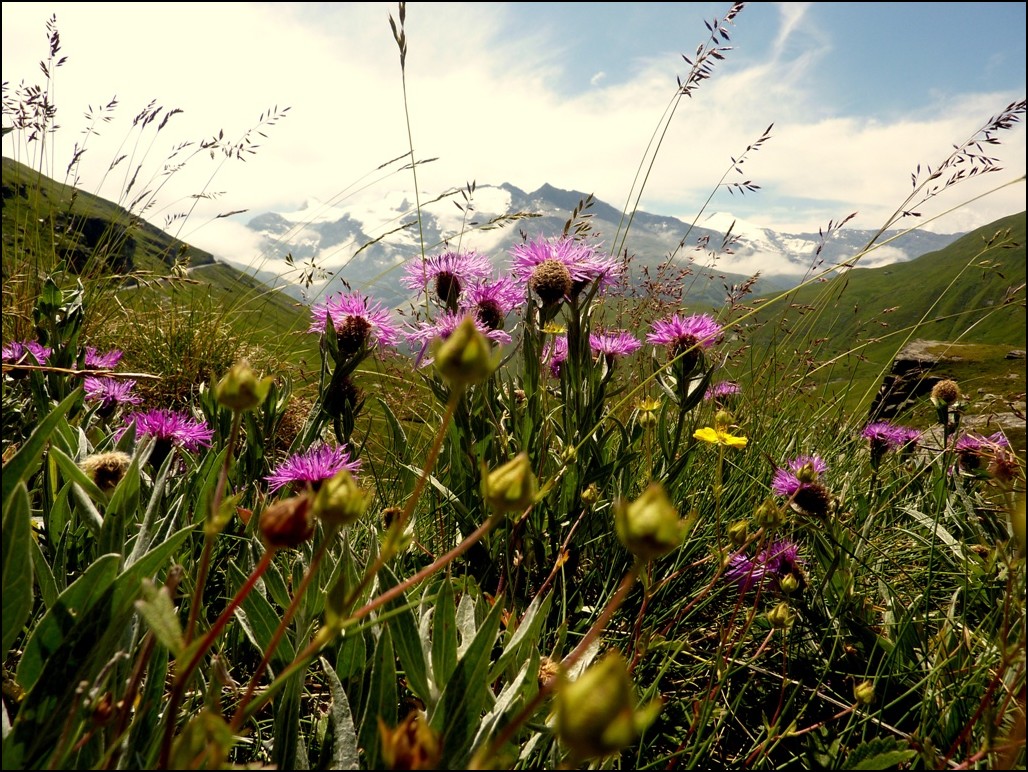 Fleurs des Alpes