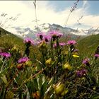 Fleurs des Alpes