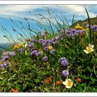 FLEURS DES ALPES